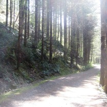 Trail in June