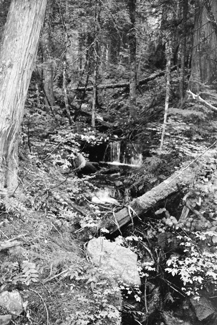 Small series of waterfalls of a creek, surrounded by trees, and leaves. Image is in black and white.