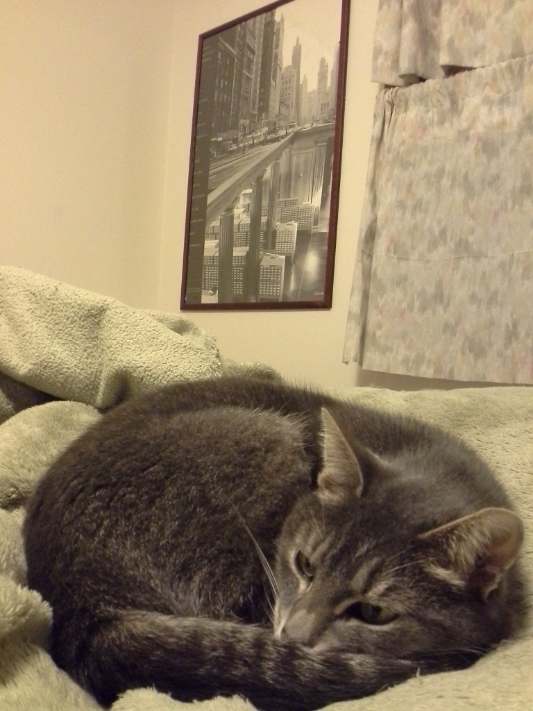 Gray and white cat curled up on an olive green blanket. Back wall has a poster of a city supported by a library room filled with card catalogs. Window curtains visible to the right.